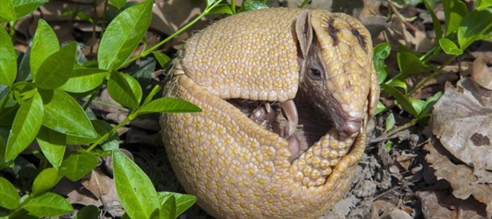 World Cup mascot under threat